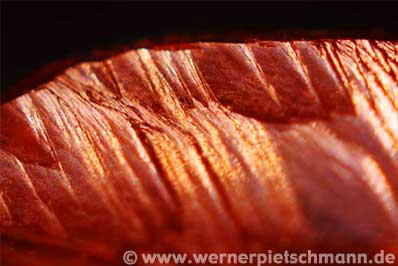 Makroaufnahme eines Weinsteins | Foto: © Werner Pietschmann