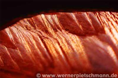 Makroaufnahme eines Weinsteins