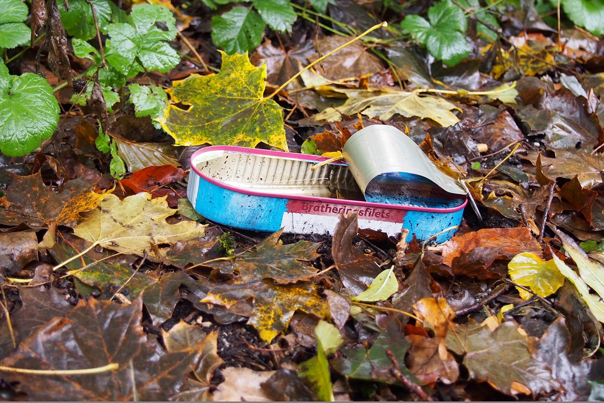 in der Natur entsorgte Fischbüchse