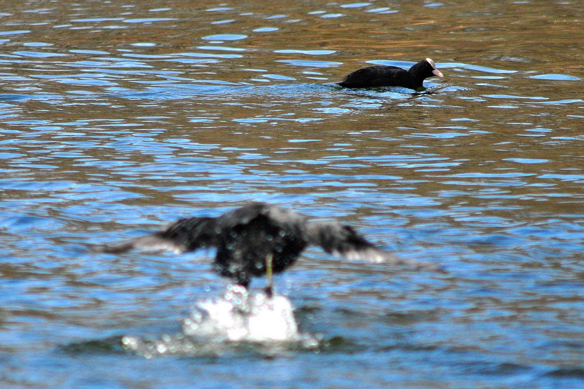 angriffslustiges Blässhuhn