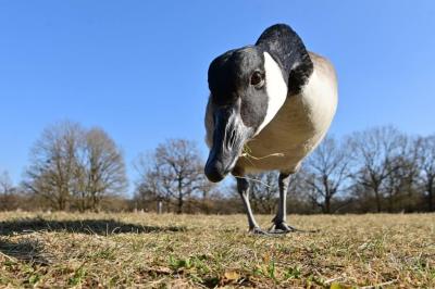 neugierige Kanadagans
