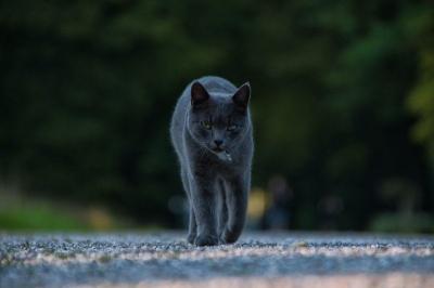 schwarze Katze