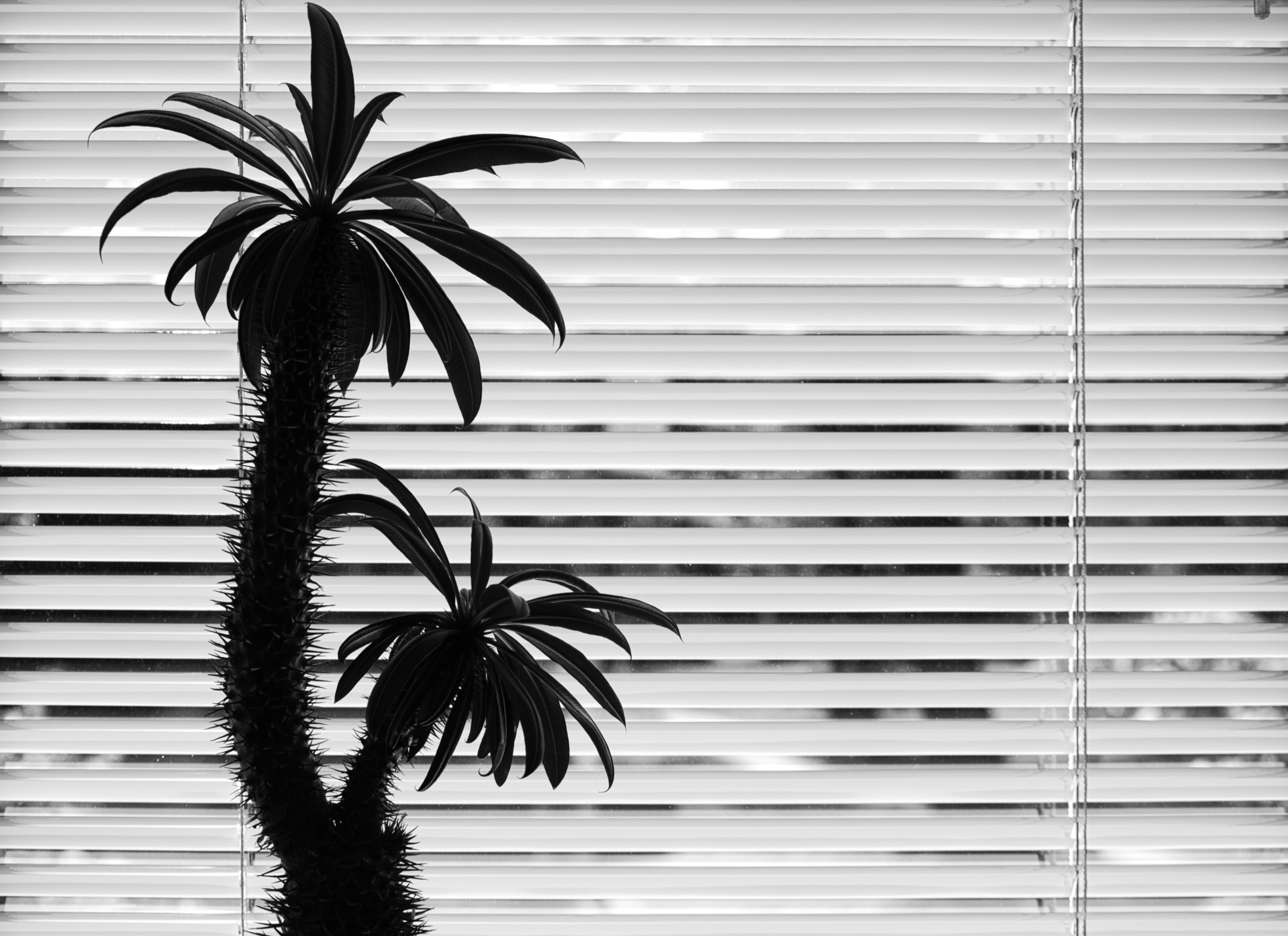 Kaktus vor Jalousie (Foto: © Werner Pietschmann)