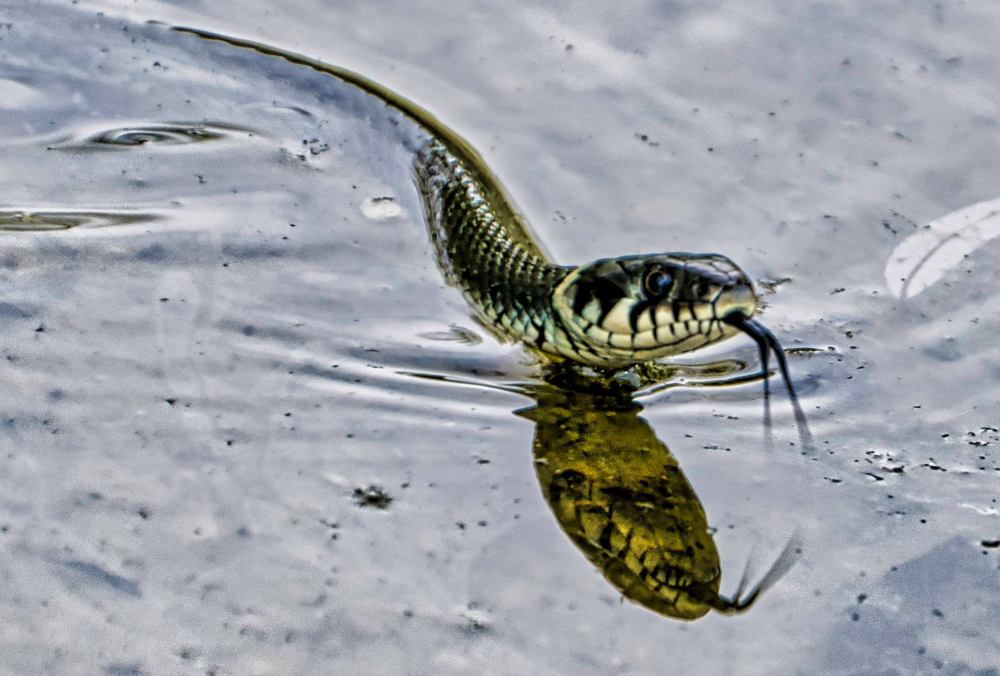 schwimmende Ringelnatter