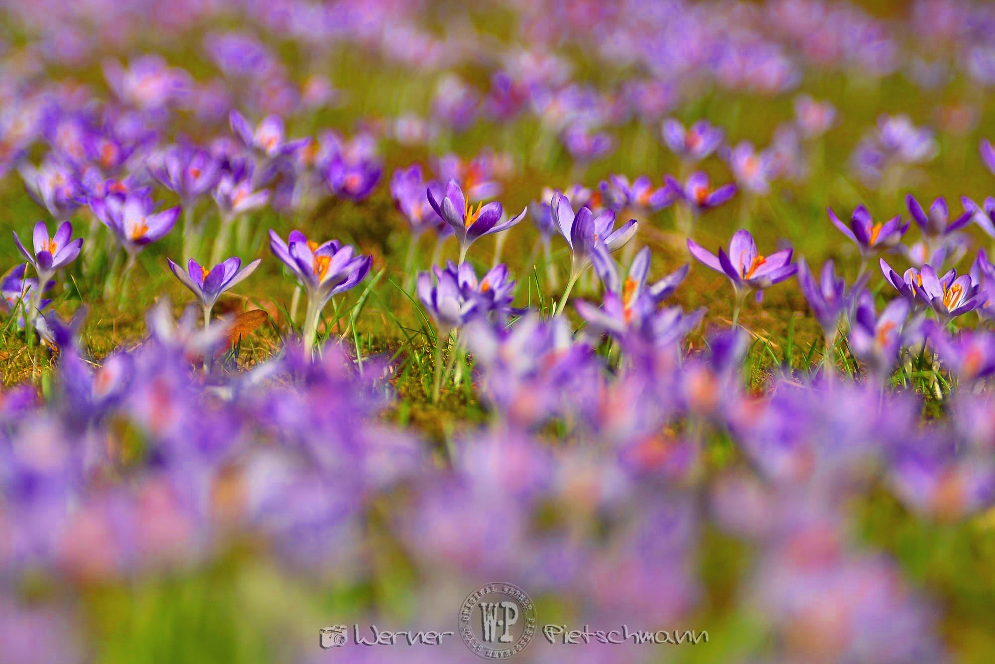 Krokusfeld | Foto: © Werner Pietschmann