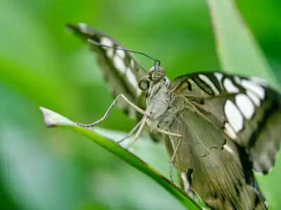 Brauner Segelfalter (Parthenos sylvia)