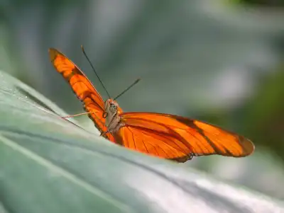 Juliafalter (Dryas Iulia)