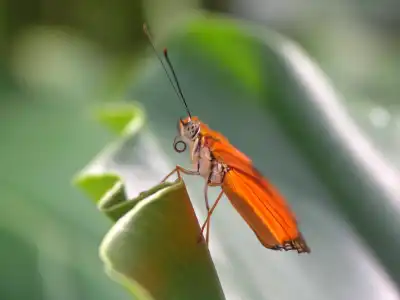 Juliafalter (Dryas Iulia)