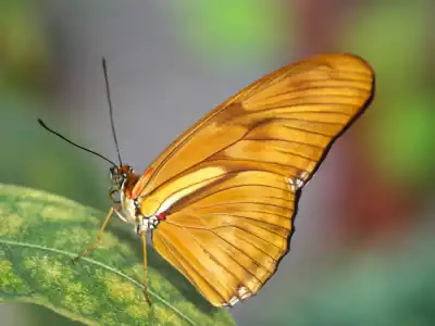 Juliafalter (Dryas Iulia)
