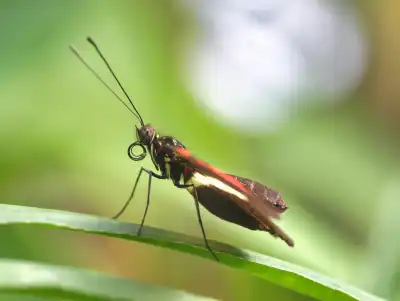 Kleiner Kurier (Heliconius erato)