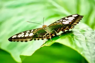 Brauner Segelfalter (Parthenos sylvia)