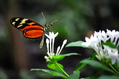 Tiger-Passionsfalter (Heliconius ismenius)