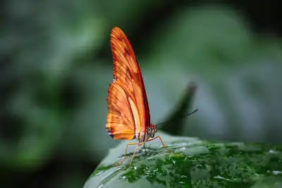 Juliafalter (Dryas Iulia)