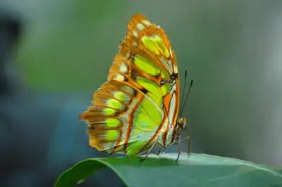 Malachitfalter (Siproeta stelenes)