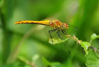 ausgefärbtes Männchen der Blutroten Heidelibelle (Sympetrum sanguineum)