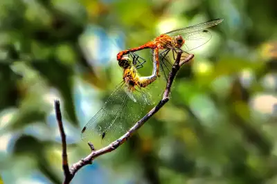 Blutrote Heidelibellen (Sympetrum sanguineum) bei der Paarung