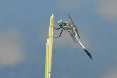 Großer Blaupfeil (Orthetrum cancellatum)