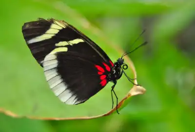 Der Weißsäumige Passionsfalter (Heliconius eleuchia) ist ein auffälliger Schmetterling aus der Familie der Edelfalter, der in den tropischen Regionen Zentral- und Südamerikas beheimatet ist.