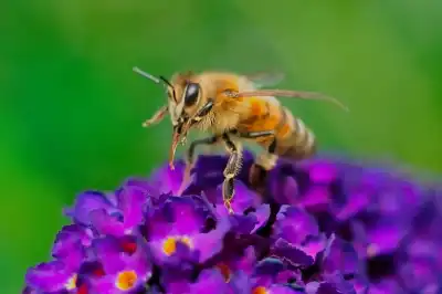 Insektenfotografie von Werner Pietschmann