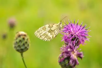 Schachbrett (Melanargia galathea)