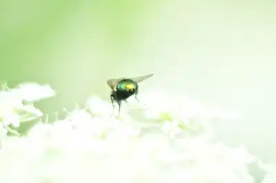 Goldfliege (Lucilia sericata)