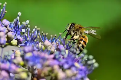 Westliche Honigbiene (Apis mellifera), auch Europäische Honigbiene, meist einfach Biene oder Honigbiene genannt.