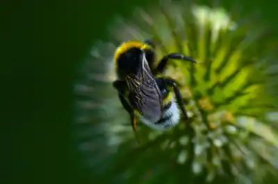 Gartenhummel (Bombus hortorum)