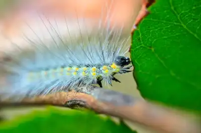 Raupe des Eichen-Prozessionsspinners (Thaumetopoea processionea)