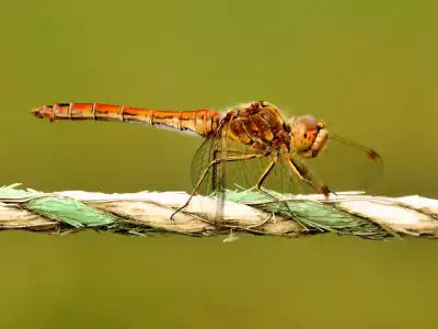 Große Heidelibelle (Sympetrum striolatum)