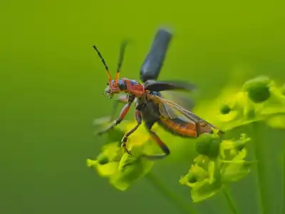 Der Gemeine Weichkäfer (Cantharis fusca) wird auch Soldatenkäfer genannt.