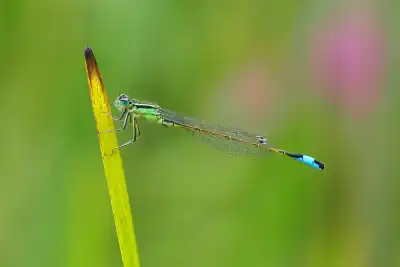 Hufeisen-Azurjungfern (Coenagrion puella)
