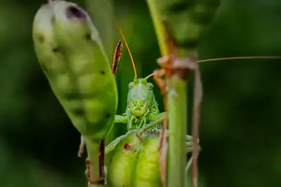 Grünes Heupferd (Tettigonia viridissima)