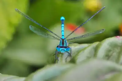 Hufeisen-Azurjungfer (Coenagrion puella)