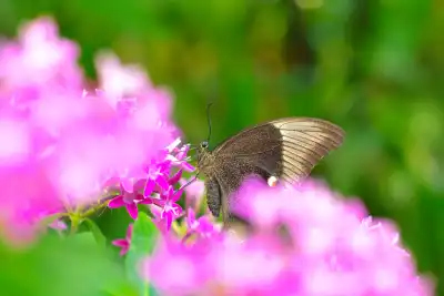 Gebänderter Pfau (Papilio buddha)