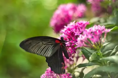 Großer Mormone (Papilio memnon agenor)