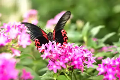 Scharlachroter Schwalbenschwanz (Papilio rumanzovia)