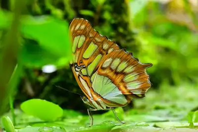 Malachitfalter (Siproeta stelenes)