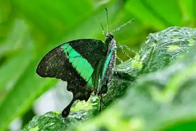 Grüngestreifter Schwalbenschwanz (Papilio palinurus)