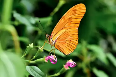 Juliafalter (Dryas Iulia)