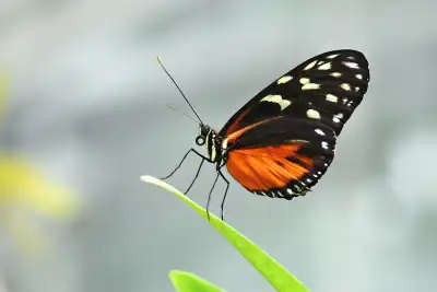 Tiger-Passionsfalter (Heliconius ismenius)