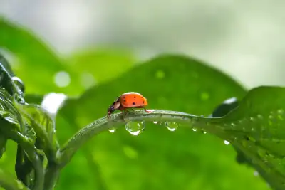 Der Asiatischer Marienkäfer (Harmonia axyridis) wird auch Harlekin-Marienkäfer genannt.
