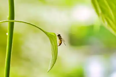 Hainschwebfliege (Episyrphus balteatus)