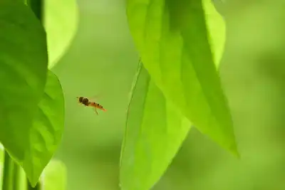 Hainschwebfliege (Episyrphus balteatus) im Flug