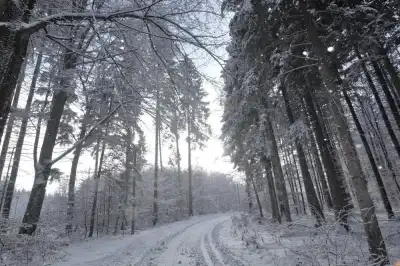 Winterwald