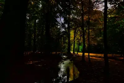 Waldlichtung im Herbst