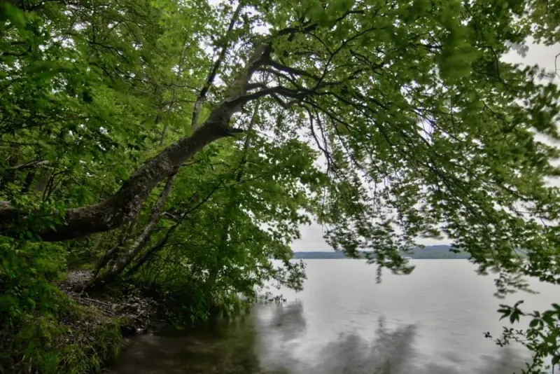 Bäume am Ufer des Starnberger See