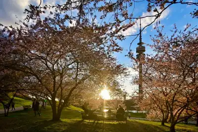 Kirschblüte im Olympiapark