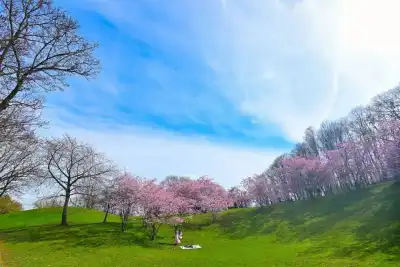 Kirschblüte im Olympiapark