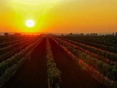 Sonnenuntergang über den Weingärten im Seewinkel