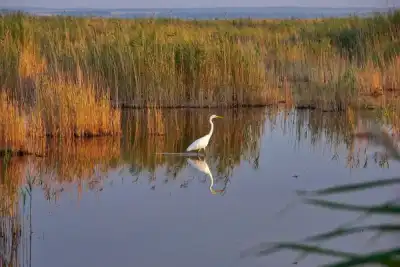 Silberreiher im Schilfgürtel des Neusiedler Sees